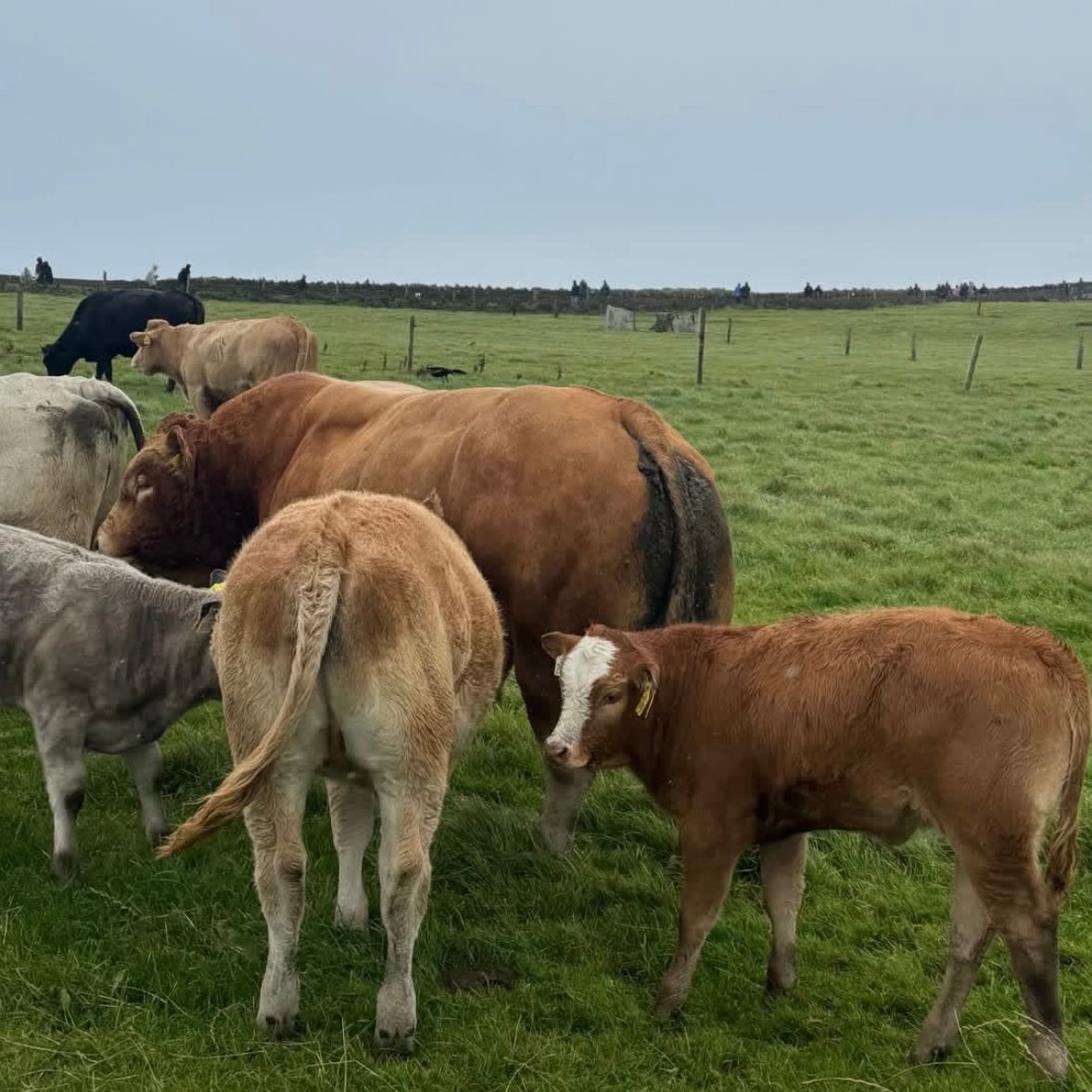 Einige braune Kühe auf einer grünen Weide