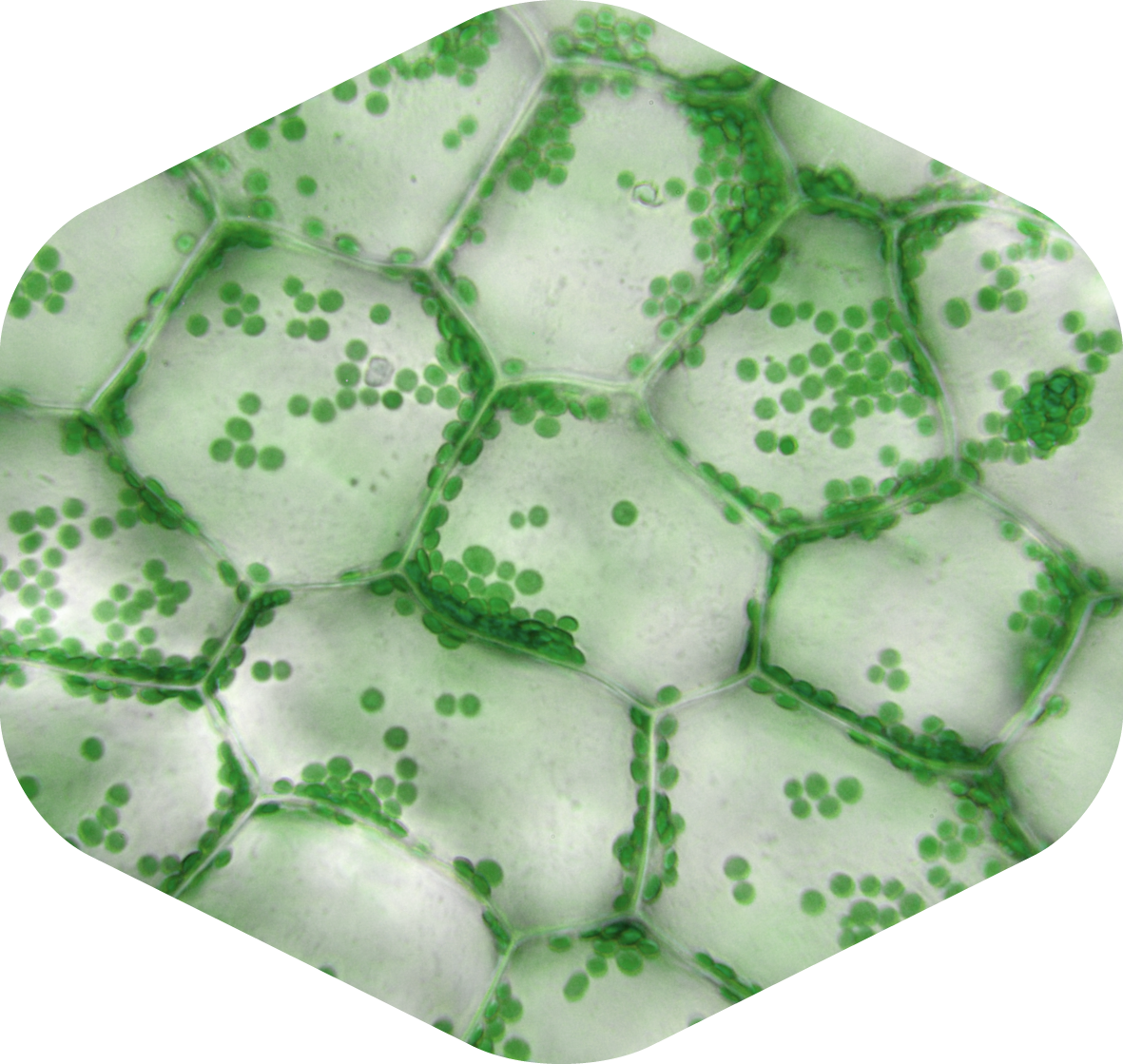 Microscopic image of chloroplasts in leaf cells
