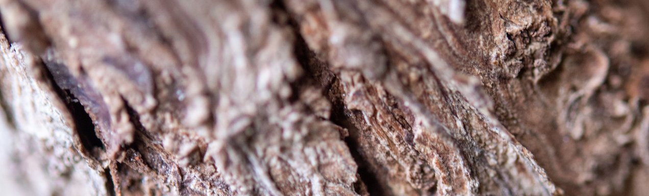 Tree bark